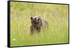 Brown bear, Katmai National Park, Alaska, USA-Art Wolfe-Framed Stretched Canvas