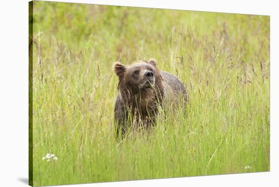 Brown bear, Katmai National Park, Alaska, USA-Art Wolfe-Stretched Canvas