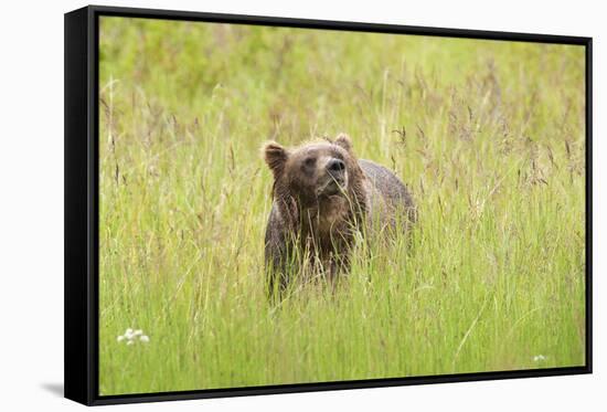 Brown bear, Katmai National Park, Alaska, USA-Art Wolfe-Framed Stretched Canvas