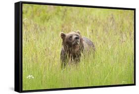 Brown bear, Katmai National Park, Alaska, USA-Art Wolfe-Framed Stretched Canvas