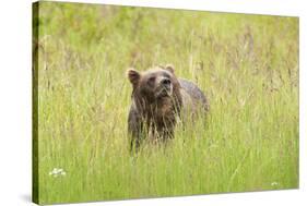 Brown bear, Katmai National Park, Alaska, USA-Art Wolfe-Stretched Canvas