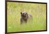 Brown bear, Katmai National Park, Alaska, USA-Art Wolfe-Framed Photographic Print