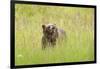 Brown bear, Katmai National Park, Alaska, USA-Art Wolfe-Framed Photographic Print