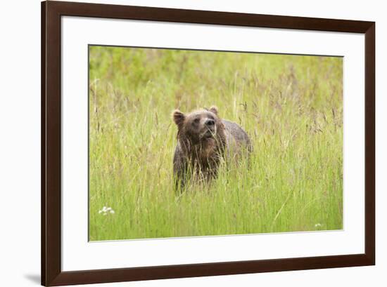 Brown bear, Katmai National Park, Alaska, USA-Art Wolfe-Framed Premium Photographic Print