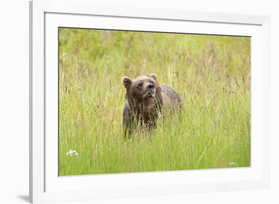 Brown bear, Katmai National Park, Alaska, USA-Art Wolfe-Framed Premium Photographic Print