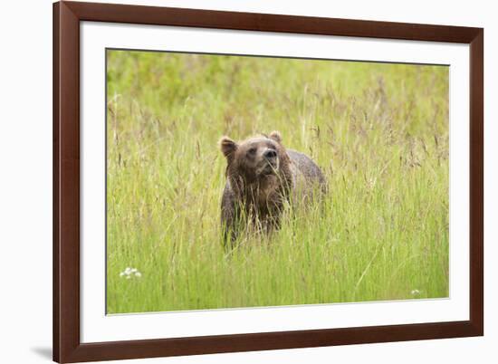 Brown bear, Katmai National Park, Alaska, USA-Art Wolfe-Framed Premium Photographic Print