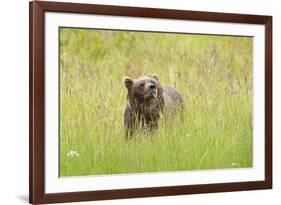 Brown bear, Katmai National Park, Alaska, USA-Art Wolfe-Framed Premium Photographic Print