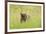 Brown bear, Katmai National Park, Alaska, USA-Art Wolfe-Framed Premium Photographic Print