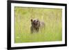 Brown bear, Katmai National Park, Alaska, USA-Art Wolfe-Framed Premium Photographic Print