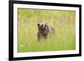 Brown bear, Katmai National Park, Alaska, USA-Art Wolfe-Framed Premium Photographic Print