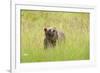 Brown bear, Katmai National Park, Alaska, USA-Art Wolfe-Framed Photographic Print