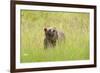 Brown bear, Katmai National Park, Alaska, USA-Art Wolfe-Framed Photographic Print