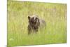 Brown bear, Katmai National Park, Alaska, USA-Art Wolfe-Mounted Photographic Print