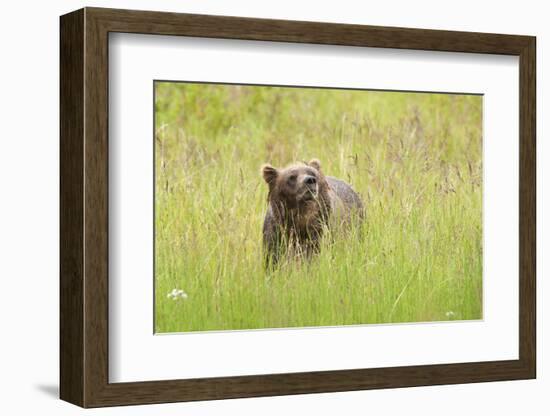 Brown bear, Katmai National Park, Alaska, USA-Art Wolfe-Framed Photographic Print