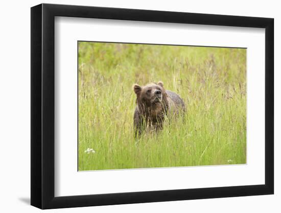 Brown bear, Katmai National Park, Alaska, USA-Art Wolfe-Framed Photographic Print