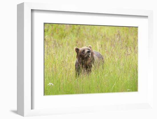 Brown bear, Katmai National Park, Alaska, USA-Art Wolfe-Framed Photographic Print