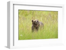 Brown bear, Katmai National Park, Alaska, USA-Art Wolfe-Framed Photographic Print