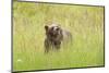 Brown bear, Katmai National Park, Alaska, USA-Art Wolfe-Mounted Photographic Print