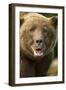 Brown Bear, Katmai National Park, Alaska-null-Framed Premium Photographic Print