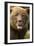 Brown Bear, Katmai National Park, Alaska-null-Framed Premium Photographic Print