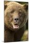 Brown Bear, Katmai National Park, Alaska-null-Mounted Premium Photographic Print