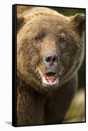 Brown Bear, Katmai National Park, Alaska-null-Framed Stretched Canvas