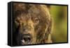 Brown Bear, Katmai National Park, Alaska-null-Framed Stretched Canvas