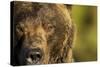 Brown Bear, Katmai National Park, Alaska-null-Stretched Canvas