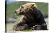 Brown Bear, Katmai National Park, Alaska-null-Stretched Canvas