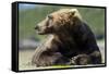 Brown Bear, Katmai National Park, Alaska-null-Framed Stretched Canvas