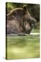 Brown Bear, Katmai National Park, Alaska-null-Stretched Canvas