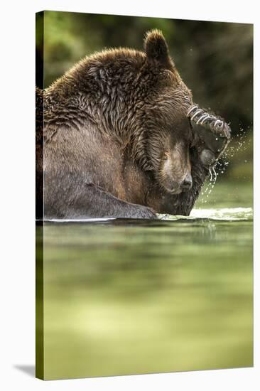 Brown Bear, Katmai National Park, Alaska-null-Stretched Canvas