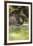 Brown Bear, Katmai National Park, Alaska-null-Framed Premium Photographic Print