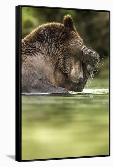 Brown Bear, Katmai National Park, Alaska-null-Framed Stretched Canvas