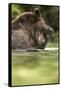 Brown Bear, Katmai National Park, Alaska-null-Framed Stretched Canvas