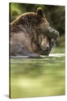 Brown Bear, Katmai National Park, Alaska-null-Stretched Canvas