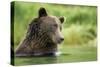 Brown Bear, Katmai National Park, Alaska-null-Stretched Canvas