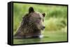 Brown Bear, Katmai National Park, Alaska-null-Framed Stretched Canvas