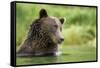 Brown Bear, Katmai National Park, Alaska-null-Framed Stretched Canvas