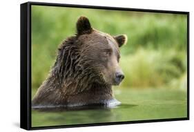 Brown Bear, Katmai National Park, Alaska-null-Framed Stretched Canvas