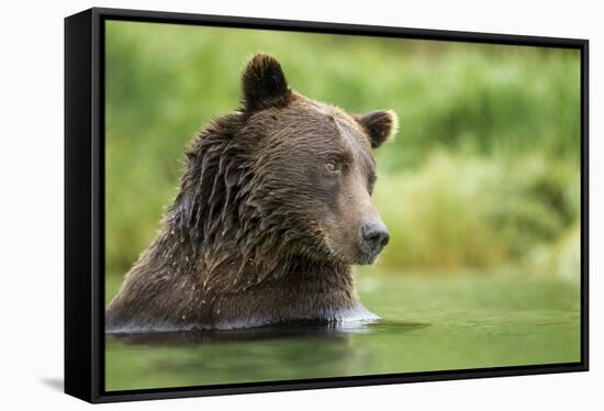 Brown Bear, Katmai National Park, Alaska-null-Framed Stretched Canvas