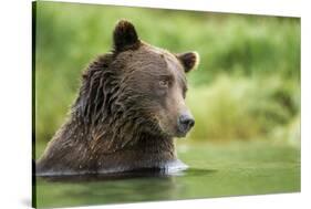 Brown Bear, Katmai National Park, Alaska-null-Stretched Canvas