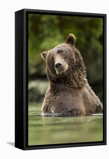 Brown Bear, Katmai National Park, Alaska-null-Framed Stretched Canvas