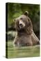 Brown Bear, Katmai National Park, Alaska-null-Stretched Canvas