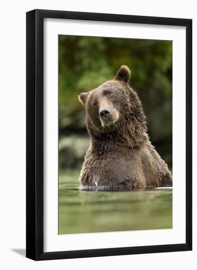 Brown Bear, Katmai National Park, Alaska-null-Framed Premium Photographic Print