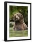 Brown Bear, Katmai National Park, Alaska-null-Framed Premium Photographic Print