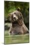 Brown Bear, Katmai National Park, Alaska-null-Mounted Premium Photographic Print