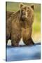 Brown Bear, Katmai National Park, Alaska-null-Stretched Canvas