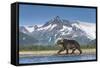 Brown Bear, Katmai National Park, Alaska-null-Framed Stretched Canvas