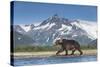 Brown Bear, Katmai National Park, Alaska-null-Stretched Canvas